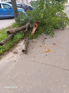Ивановка успела отойти от падающего дерева